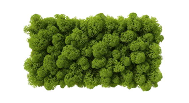 Rectangular panel of green preserved moss isolated PNG with Transparent Background