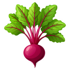Deep red beetroot with curly green leaves, vegetable root vector PNG for organic food, gardening, farm produce, healthy eating, recipe design, botanical illustration
