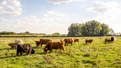Scottish Highland Cow