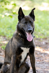 Black and white Belgian Malinois dog, sitting