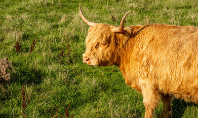 Scottish Highland Cow