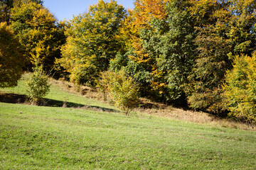 autumn landscape in the park. colorful leaves and bushes