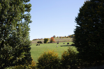 autumn in the countryside, trees and leaves and cows on the pasture