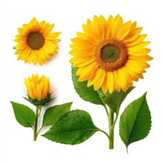 Obraz premium Yellow sunflower flower with leaves collection isolated on white background.