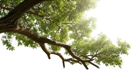 Tree branch with leaves against sky isolated PNG with Transparent Background