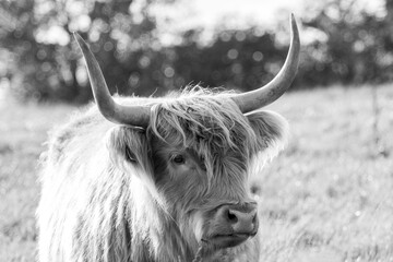 Scottish Highland Cow