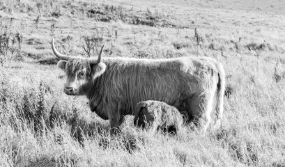 Scottish Highland Cow