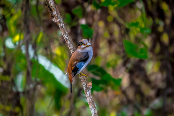 colorful bird Silver-breasted broadbill (Serilophus lunatus) build a nest.