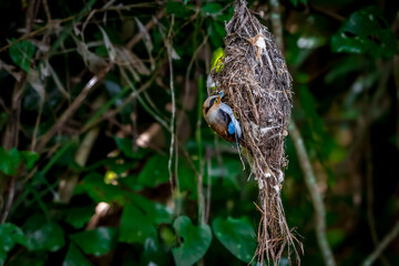 colorful bird Silver-breasted broadbill (Serilophus lunatus) build a nest.