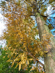 色付いたメタセコイア