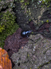 Black Beetle on Tree Bark