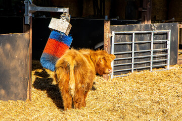 Scottish Highland Cow