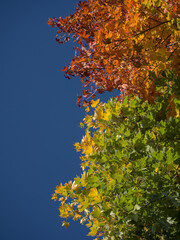 Colorful Tree Canopy Against Blue Sky