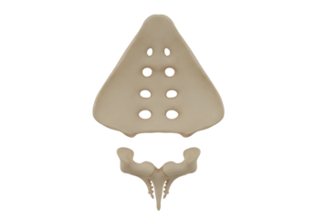 Human sacrum bone anatomy isolated on transparent background