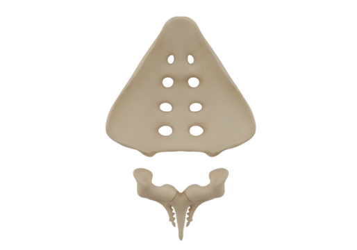 Human sacrum bone anatomy isolated on transparent background - Powered by Adobe