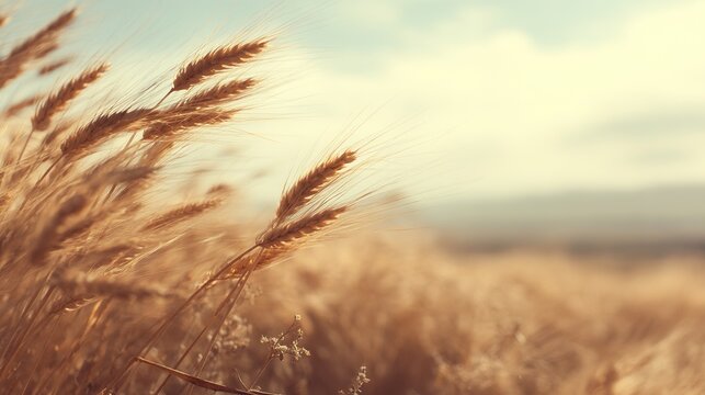 A golden wheat field under the deep blue sky creates an atmosphere full of vitality and harvest. It symbolizes prosperity, warmth, and the abundant rewards of nature.