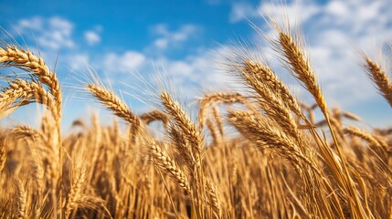 Fototapeta premium A golden wheat field under the deep blue sky creates an atmosphere full of vitality and harvest. It symbolizes prosperity, warmth, and the abundant rewards of nature.