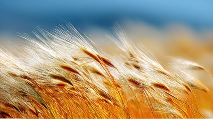 A golden wheat field under the deep blue sky creates an atmosphere full of vitality and harvest. It symbolizes prosperity, warmth, and the abundant rewards of nature.