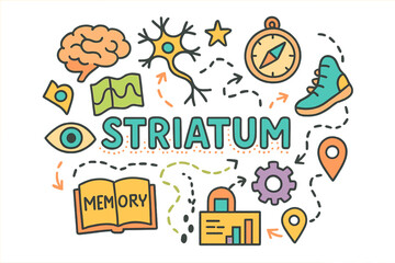 Fototapeta premium Striatum Doodle Art. Striatum. Hand-drawn doodle illustration of Striatum. Brain outline, neuron, arrows,