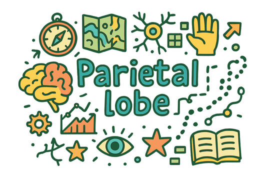 Parietal Lobe Doodle. Parietal lobe. Hand-drawn doodle illustration of Parietal lobe. Brain diagram, compass,