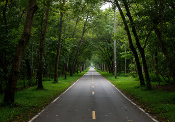 Obraz premium A long, straight asphalt road with a yellow dashed line, flanked by lush green trees forming a natural tunnel, leading into the distance.
