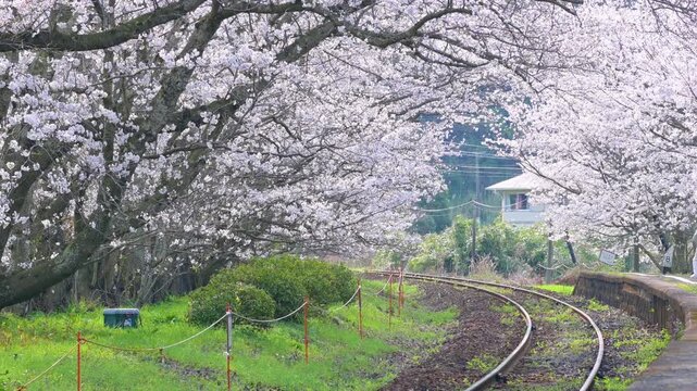 松浦鉄道の浦ノ崎駅（桜の駅）