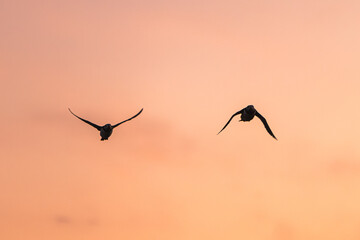 Puffins and the sunset