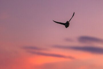 Puffin