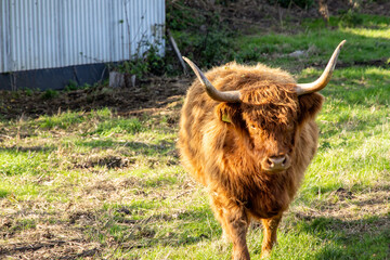 Scottish Highland Cow