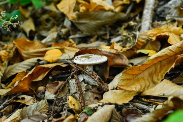 A striking Amanita muscaria, also known as Fly Agaric, a poisonous mushroom, with its distinctive white spotted cap, stands amidst a carpet of dried brown and yellow autumn leaves. Horizontal shot.