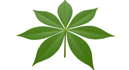 Vibrant green tropical leaf isolated for botany, nature, or decorative graphic design elements isolated PNG with Transparent Background