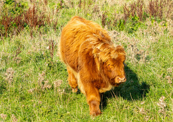 Scottish Highland Cow