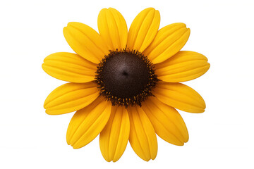 Fototapeta premium Rudbeckia hirta flower with yellow petals and dark brown center blooming, isolated on transparent background