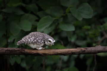 Spotted Owlet, Athene brama perching on a tree branch in forest park, Owl with yellow big eyes,  white eyebrows and neck-band, shallow depth of field, night time looks