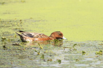 Male Eurasian Wigeon feeding on aquatic plants in a green pond, Japan