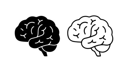 Brain anatomy outline with transparent background