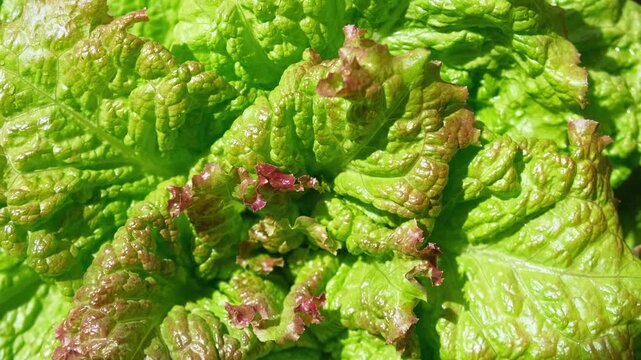 Green red lettuce lollo rosso leaves top view, motion camera turning. Food background rotating. Greengrocer's stall. Fresh organic zero-carbon radicchio On The Street Market. Vegetable salad backdrop