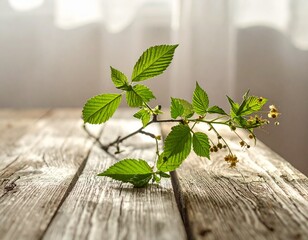 A close-up of a fresh green plant sprig lying on a rustic wooden table, creating a simple and natural decoration in the sunlight