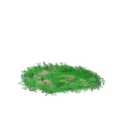green grass isolated on white