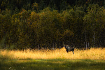 Moose in Norway
