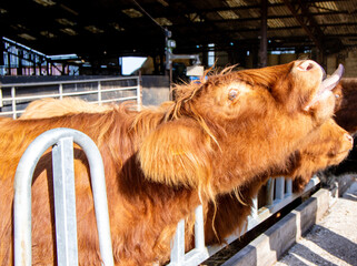 Scottish Highland Cow