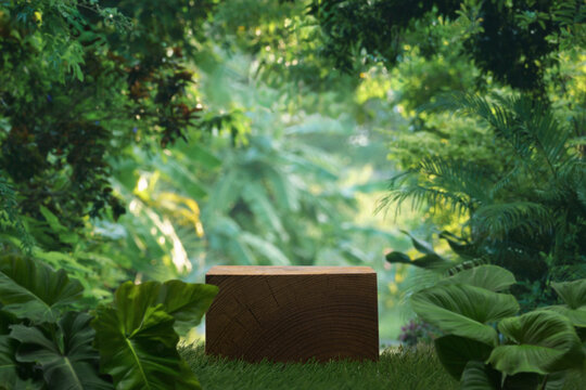 Wood podium stand in tropical forest nature background.natural product pedestal wooden modern stage display,jungle paradise concept.