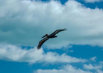 Pelican Soaring Through the Blue Sky
