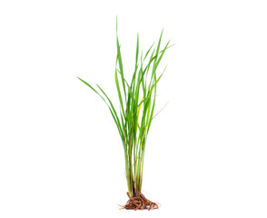 Natural green rice plant or grass with roots, green rice leaves and dry yellow leaves isolated on white background.