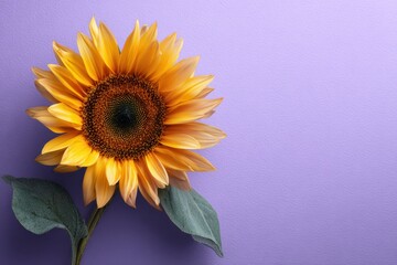Sunflower on Purple Background: Close-up View with Leaves and Petals