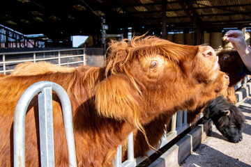 Scottish Highland Cow