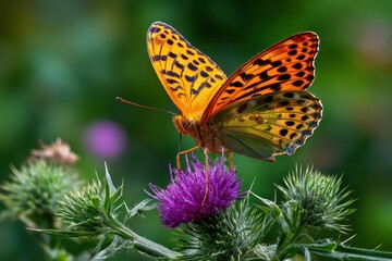 Obraz premium Beautiful orange and black butterfly perched on a vibrant purple thistle in nature.