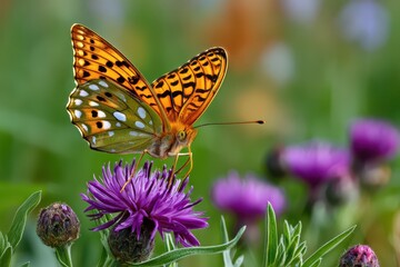 Obraz premium Beautiful fritillary butterfly with vibrant wings perched on a purple flower.