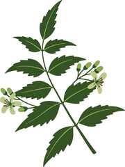 Delicate white blossoms on green leafy branch botanical illustration vector