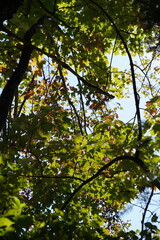 Green leaves in trees on a hike